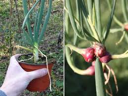epingle sur jardinage
