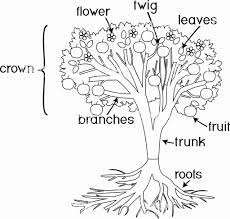 We have tons of free printable tree coloring pages.arbor day is april 24th, it's the perfect day to decorate and color a tree coloring page. 32 Parts Of A Flower Coloring Page Colorir Best Flower Coloring Pages Ninjago Coloring Pages Coloring Pages