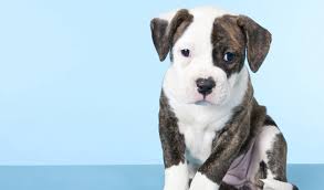 This american bulldogwill definitely will turn heads. American Bulldog Breed Information