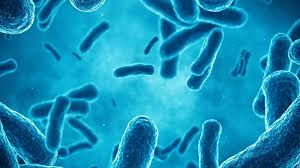 Image result for Legionella