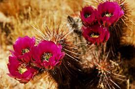 * * 'integrate a cactus flower into your personal symbol for expressing yourself through nature's in the japanese tradition of hanakobota, the gift of a cactus flower is a understandable mode to show * * each of the color of cactus flower has different meaning and symbol. Cactus Flower Meaning Flower Meaning