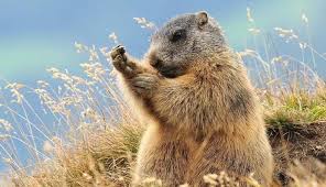 Сурок (marmota bloch.) ◆ da ertönte der pfiff eines murmeltieres. Das Murmeltier Im Nationalpark St Gertraud Meran Und Umgebung