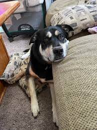 Rehoming 8-year-old Husky Mix with Aggression Issues