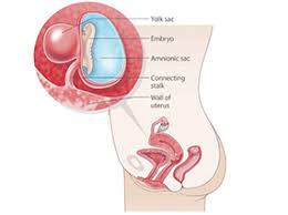 Such an awareness is not as of an objective anatomical body, but the body in the face of its tasks, a body in which some aspects stand out and others are invisible. 4 Weeks Pregnant Raising Children Network