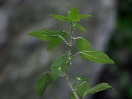 Image result for Parietaria debilis