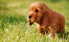 Image result for anglický kokršpaněl