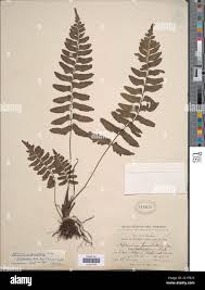 Image result for Asplenium inaequilaterale