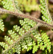 Image result for Cheilanthes