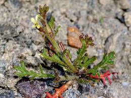 Image result for Carrichtera annua