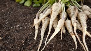 Vegetale di una volta, era considerato difficile da cucinare e forse troppo. Pastinaca Cos E Proprieta E Usi In Cucina Ohga