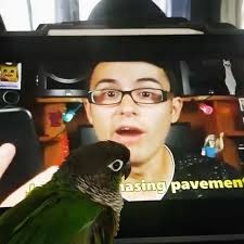 Do I look peckish in my new vid? 🤔 , @conure_eco