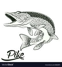 Jumping Pike Isolated Royalty Free Vector Image Affiliate Isolated Pike Jumping Royalty Ad Fish Art Hippie Art Fish Drawings