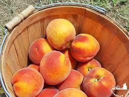 Bottom view farm will not have berry picking in 2021. Here S The Best Places To Pick Peaches Near Dallas Fort Worth Metroplex Social