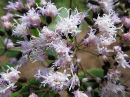 Image result for Vernonia anthelmintica
