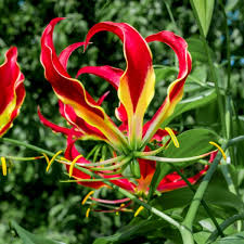 Image result for Gloriosa sessiliflora