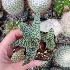 Image result for Ledebouria