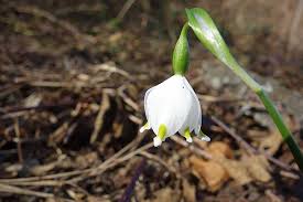 Marzo fiorellini bianchi sottobosco : Zainoinspalla La Natura In Montagna Fiori Inverno