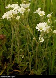 Image result for Cerastium