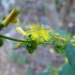 Image result for Triumfetta pentandra