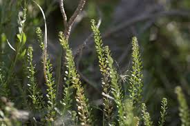 Image result for Lepidium bonariense