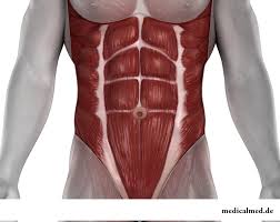Altri muscoli, per esempio quelli dello stomaco, dell'intestino, delle arterie, dei quali, invece, non si possono regolare volontariamente le contrazioni e interessante notare come il cuore, pur essendo un muscolo involontario, sia costituito da fibre striate, anche se con una striatura diversa rispetto a. Muscoli Di Stomaco Esercizi Rinforzo Dolori