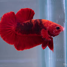 Betta fish community plakat betta fish type. Big Hellboy Male Simply Betta