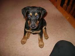 German shepherd doberman mix veterinary needs. Doberman German Shepherd Puppies