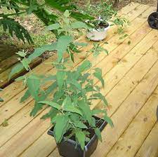 Lemon eucalyptus oil is extracted from the leaves of a tree native to australia (eucalyptus citriodora). Seedman S Lemon Eucalyptus Seeds