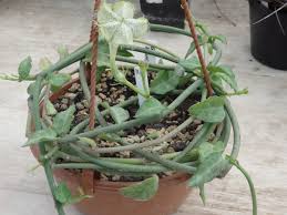 Image result for Ceropegia monteiroae