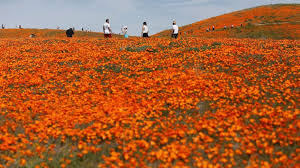 We did not find results for: As California Poppy Fields Bloom Officials Search For Couple That Landed Helicopter On Reserve Abc News