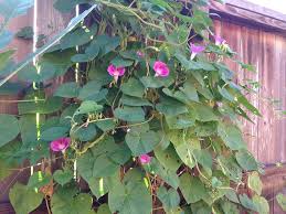 Image result for Ipomoea verbascoidea