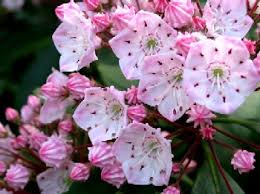 They typically grow quite slowly eventually reaching a mature height of 15 to 20 feet and 8 to 10 feet wide. Species Kalmia Latifolia
