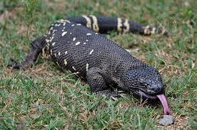 Image result for Blotiella currorii