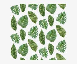 This variety is also sometimes called an elephant ear, though it is a slightly. Tropical Leaves Elephant S Ear Philodendron Philodendron Leaves Png Image Transparent Png Free Download On Seekpng