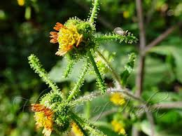 Image result for Sigesbeckia