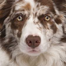 Black or yellow eyes are undesirable because they detract from the characteristic mild expression of the border collie. Stockfotos Red Merle Border Collie Bilder Stockfotografie Red Merle Border Collie Lizenzfreie Fotos Depositphotos