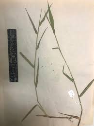 Image result for Urochloa arrecta