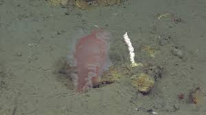 Image result for Tritonia moggii