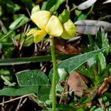 Image result for Vigna luteola