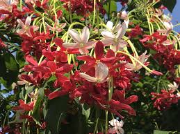 pin by 水葉紅玉 水葉農場ownnwo1912 sun moon on 台灣南投縣魚池鄉蘭花 plants