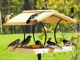 Best Bird Feeders For Small Birds Best Type Of Bird Feeder For Finches Bird Feeder Craft Bird House Kits Unique Bird Feeders