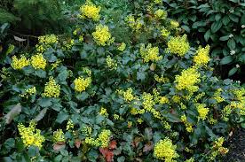 Comment fertiliser son jardin (ooreka.fr). Mahonia Planter Et Entretenir Ooreka