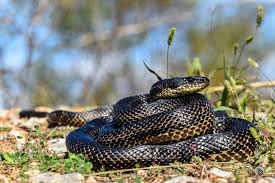 Image result for Aeschynomene nyikensis