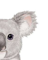 Dessin de koala dessin de koala coloriage koala gratuit à imprimer dessin de koala en couleur. 89 Meilleures Idees Sur Dessin Koala Dessin Koala Koala Dessin
