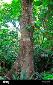 Image result for Antiaris