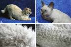 Selkirk Rex - Wikipedia
