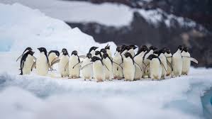 Image result for penguin