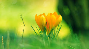 Here you can find flower desktop wallpapers and download best flower desktop backgrounds. Yellow Flower Nature Fresh Grass Wallpaper Flowers Wallpaper Better
