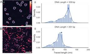 Dna is made up of molecules called nucleotides. Topostats A Program For Automated Tracing Of Biomolecules From Afm Images Biorxiv