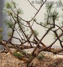 Image result for Commiphora caerulea